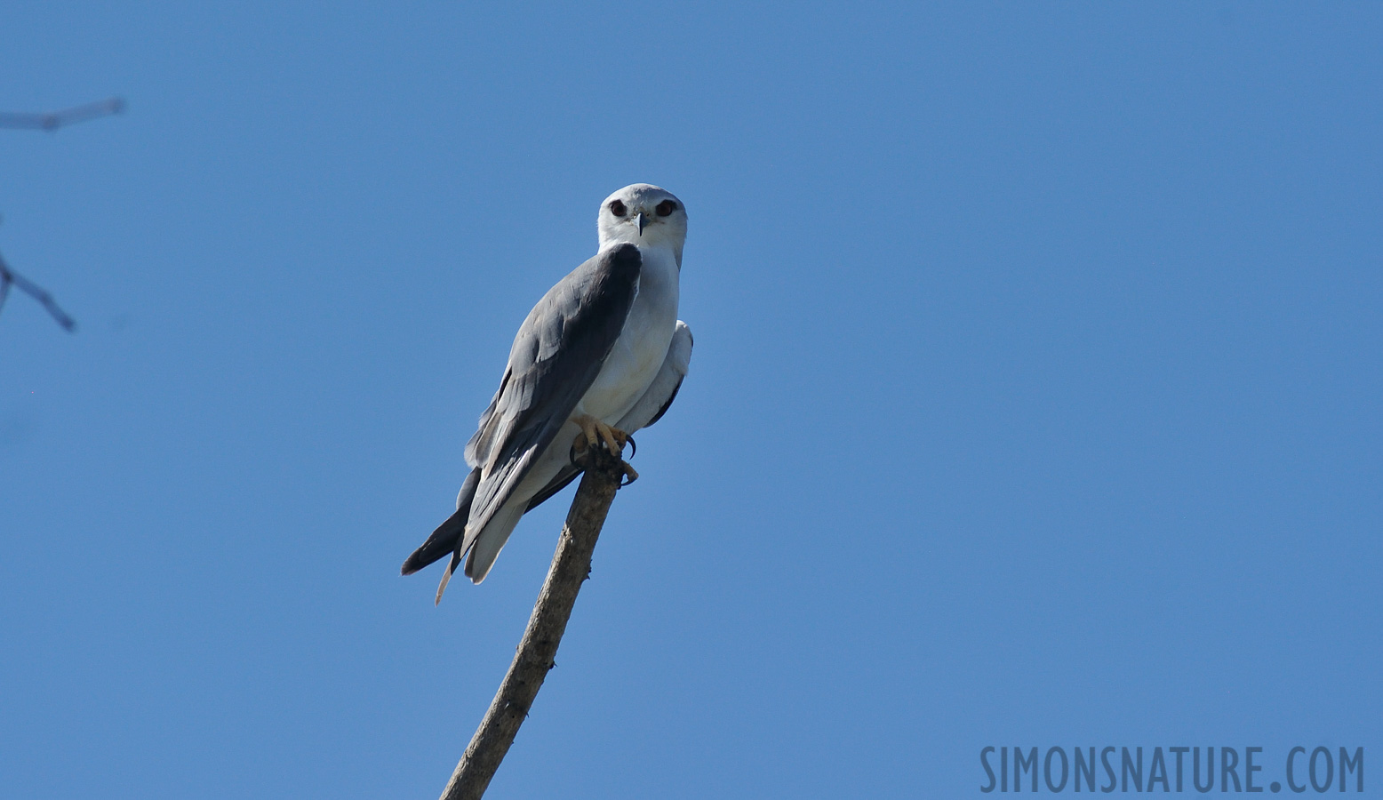 Elanus caeruleus caeruleus [550 mm, 1/3200 Sek. bei f / 8.0, ISO 1000]